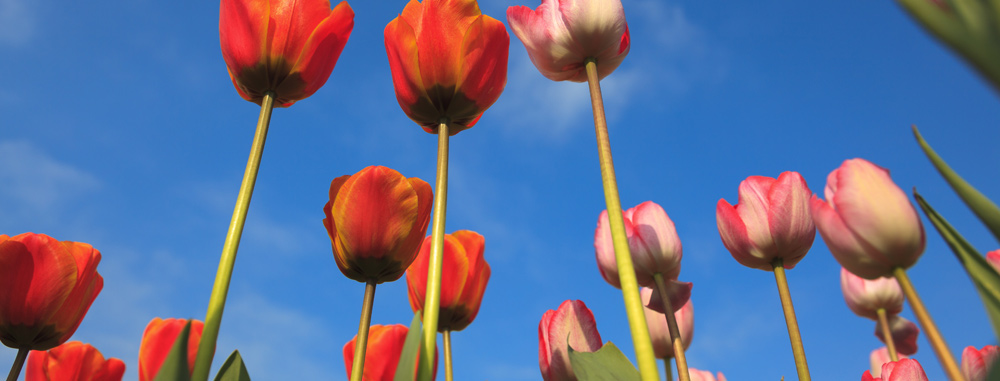 Limousinenservice Niederlande | exklusiver Limousinenservice in Niederlande